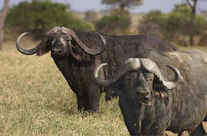 buffalo-inzet