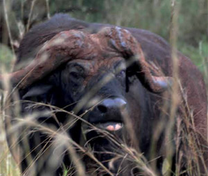 buffel-avontuur