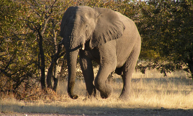 Olifant